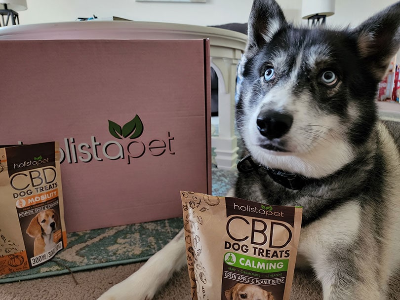 HolistaPet Review