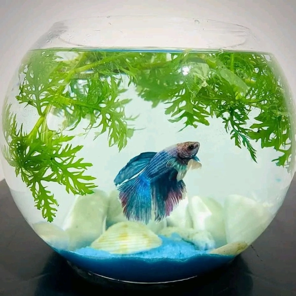 Betta Home